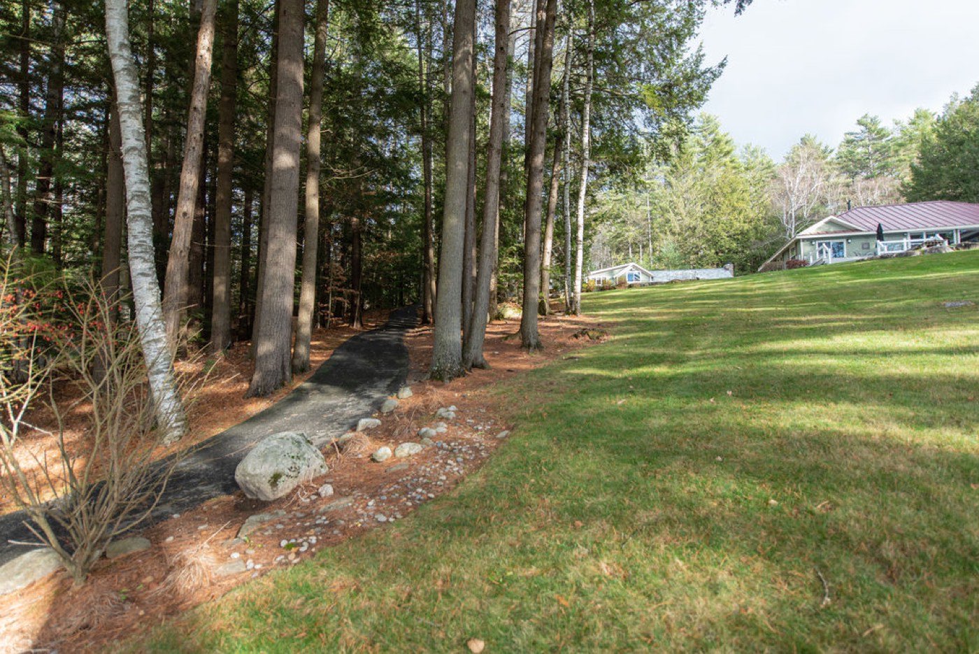 A paved path curving through a stand of tall pines toward the lawn and buildings at Camp Sunnyside.